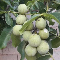 نهالستان گردو و بادام دیرگل و پربار پالیز|خدمات باغبانی و درختکاری|نیر (یزد), |دیوار