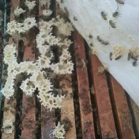 دارو کنه زنبور عسل