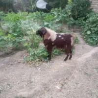 یک عدد تکشاد