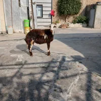 بره تخمی افشار