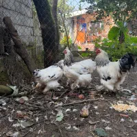 مرغ و خروس برهما امپراطور