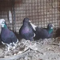 کفتر
