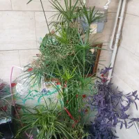 گل و گیاه، نخل مرداب