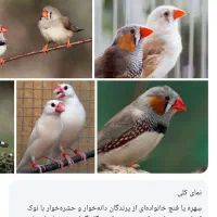 یک پرنده فنچ در محدود شهید رجایی عبادی پیدا شده