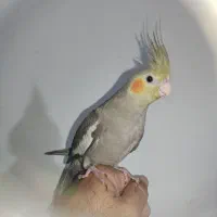 جوجه عروس هلندی ۲ ماهه دانخور