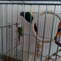 جفت گرینچیک با یک جوجه