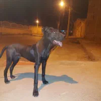 الابوجلال جنوبی