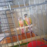 طوطی گرینچک مولد|پرنده|شهریار, شهرک امیریه|دیوار