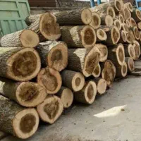 خریدار انواع چوب درخت با قیمت خوب