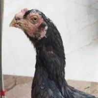 مرغ لاری نوک طوطی