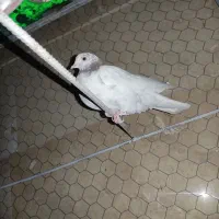 کبوتر|پرنده|ازنا, |دیوار