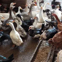 اردک اسرائیلی،مرغ،غاز