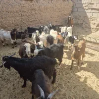 بزغاله دو رگ نیم گوشت|حیوانات مزرعه|بجستان, |دیوار