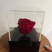 رز جاودان|گل و گیاه طبیعی|کرج, عظیمیه|دیوار