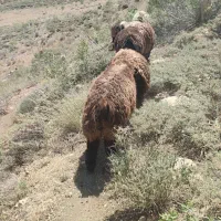 بره نر وزن سبک