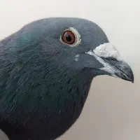 کبوتر مسافتی نر