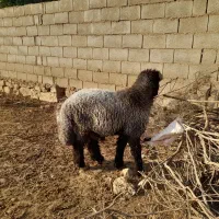 سه تا بر ه تخمی درجه یک|حیوانات مزرعه|مسجد سلیمان, |دیوار
