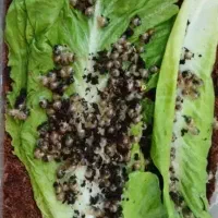 حلزون آلبینو|خزنده|بندرعباس, |دیوار