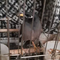 مرغ مینا همراه با قفس