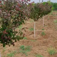 باغچه چهاردیواری با بنا و استخر بکه شهریار باغدشت