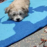 سگ شیتزو|سگ|پیر سلیمان, |دیوار