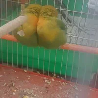 ی جفت کوتوله|پرنده|مشهد, شهید قربانی|دیوار