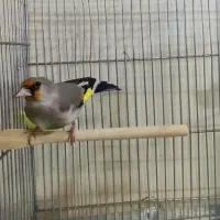 سهره|پرنده|شهر ری, ملک‌آباد|دیوار