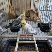 عروس هلندی|پرنده|مشگین شهر, |دیوار