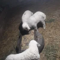 سلام ۳عدد بره۱نروماده ۲ عدد جفت ۱۵۰ قمیت|حیوانات مزرعه|کارون, |دیوار