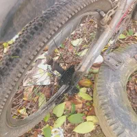 دوچرخه دنده ای ۲۶|دوچرخه، اسکیت، اسکوتر|لاهیجان, بازکیاگوراب|دیوار