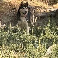 سگ هاسکی نر|سگ|شیروان (خراسان), |دیوار