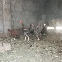 مرغ دشتیاری اصل