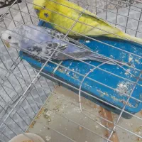 مرغ عشق رنگ  خاص