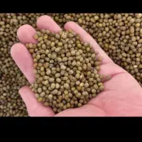 ماشکدونه ریر