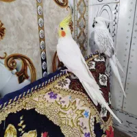 عروس هلندی سخنگو