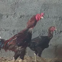 مرغ خروس جوجه لاری افغان تاج کج