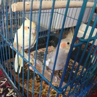 عروس هلندی|پرنده|ایوان, |دیوار