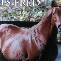 کره مادیان عرب کورسی (زلس فرد)