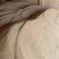 فروش گندم ابی در شهرستان رامشیر