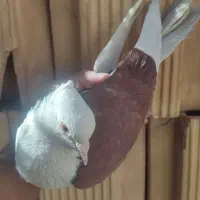کبوتر پشت سرخ دمزد خوشکل