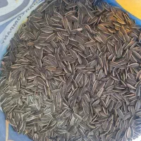 تخمه