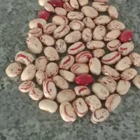 لویبا چی تی ۷۰ روزه پاکوتا|خوردنی و آشامیدنی|محمدبار, |دیوار