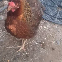 خروس و مرغ
