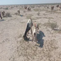 بز افغانی با دو کهره