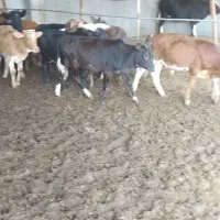 فروش ۲۸ راس گوساله دورگ|حیوانات مزرعه|تهران, آرژانتین|دیوار