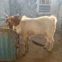 پازن|حیوانات مزرعه|سعدآباد, |دیوار