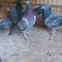 کفتر پرشی ومسافتی|پرنده|قم, هنرستان|دیوار