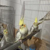 جفت مولد عروس هلندی  کار داده|پرنده|کرج, حصارک پایین|دیوار
