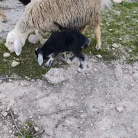 میش شکم دوم وبره تر 30تومن مقطوع