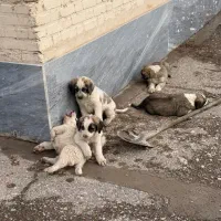 واگذاری چند عدد سگ‌سرابی